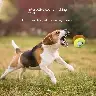 Plush Fruit-Shaped Dog Toy